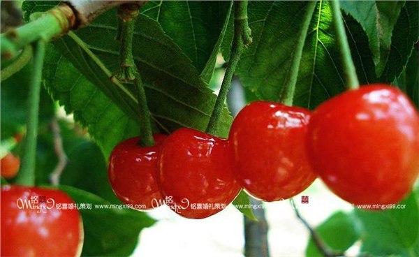 石家庄铭喜婚礼策教您天然嫩肤法2