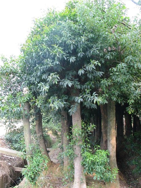 长沙杜英树价格 品种 种植基地 利民苗木场