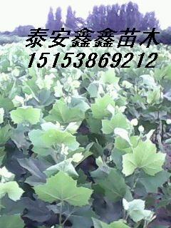法桐苗价格法桐苗规格泰安鑫鑫苗木繁育基地