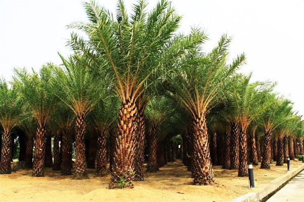 漳州绿化苗批发价格便宜首选漳州森辉花圃基地