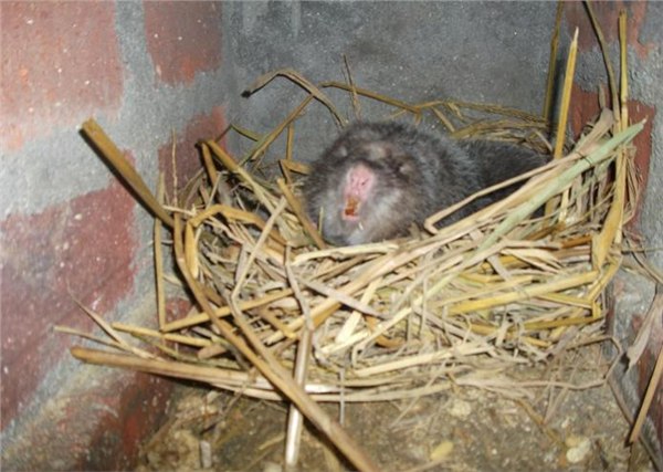 竹鼠的介绍和养殖分析