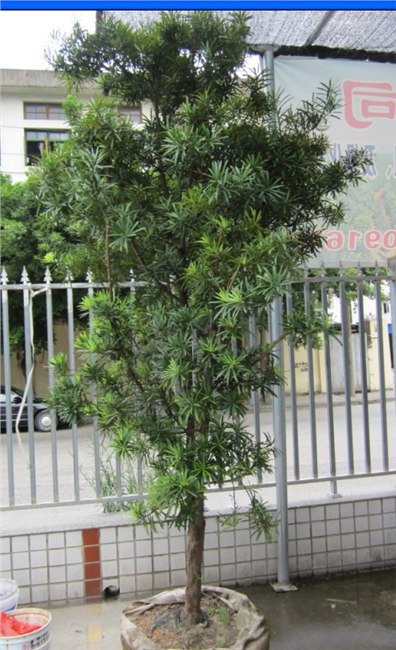 福州园林绿化施工工程福州园林苗木基地 福州园林景观设计