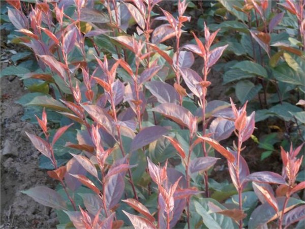 辽宁绿化苗木辽宁绿化苗木厂家辽宁绿化苗木种植基地