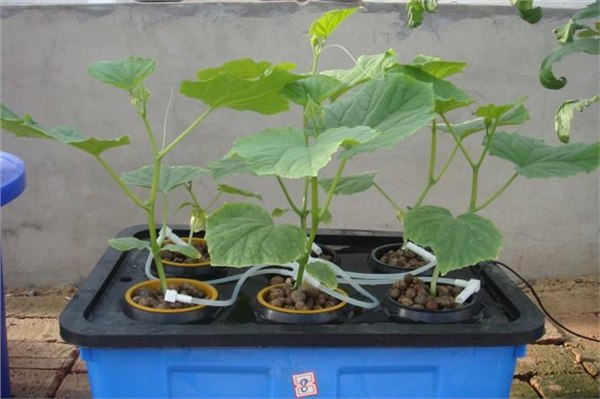 衡水【专业生产】水培设备——定植篮 梅花盆 水泵 储液箱