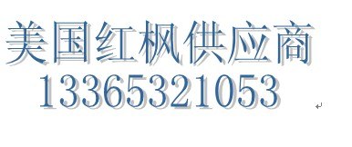 【优质红枫小苗】青岛红枫小苗的价格 青岛红枫小苗哪家便宜