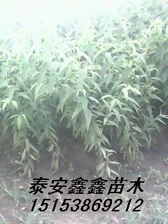 桃苗*桃树实生苗*泰安鑫鑫苗木张军良*桃苗图片