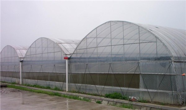 山东寿光连栋温室建设/连体拱棚设计/智能温室建设-寿光润泽