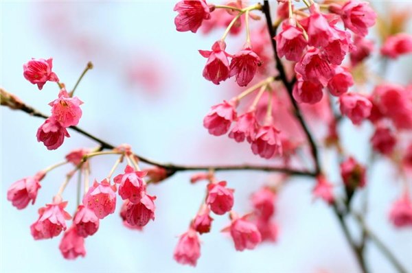 室外园林绿化常用的草花苗木有哪些丨园林绿化草花丨华颖园林