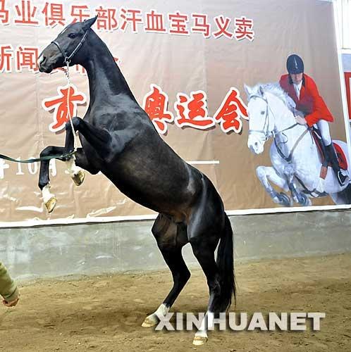 纯血马价格 骑乘马供应 出售宠物马 北京燕龙