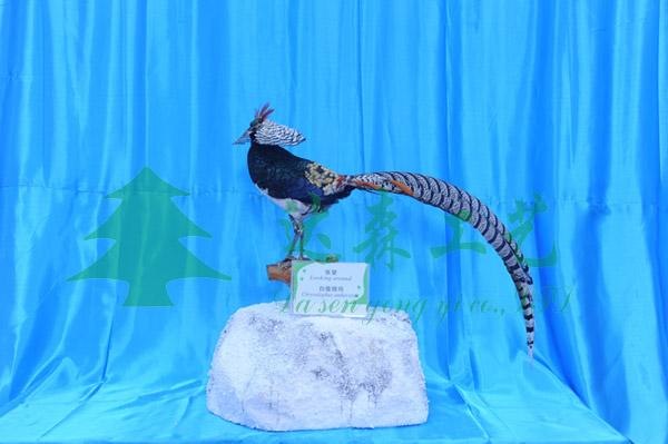 福建动植物标本制作 福建教学标本制作 福建生物标本制作公司