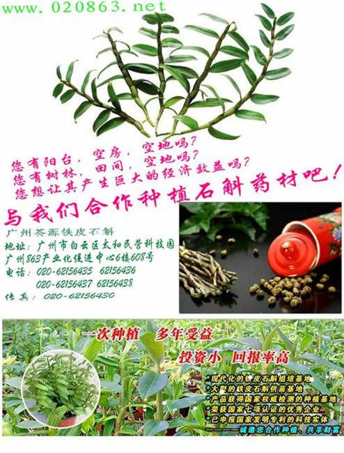 供应铁皮石斛对咽喉疾病有特殊疗效