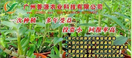 供应铁皮石斛在秋季引种的高峰期