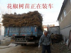 大量供应大红袍花椒树苗，花椒树苗基地，花椒树苗价格