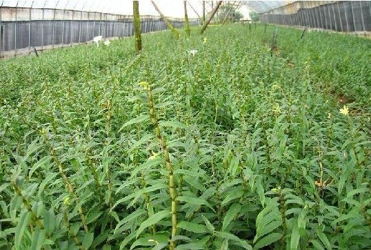 供应荟源铁皮石斛促进肝糖原合成