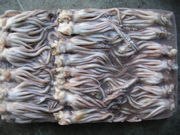 供应山东批发印度海鲜冻品鱿鱼头，印度海鲜冻品鱿鱼嘴