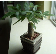 厦门绿植 盆景出租 花卉租摆哪家便宜找百农花卉公司 价格实惠