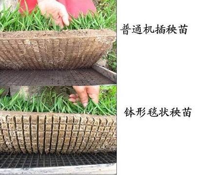 供应648毯式硬盘-全国秧盘专家