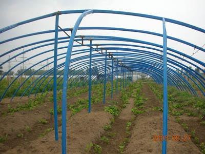 专家推荐，新型日光温室大棚建设行情价格 寿光辰骏就是专业！