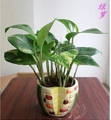厦门百农花卉租赁 厦门盆景租摆 厦门绿植出租 厦门绿化养护