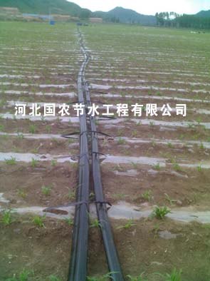 广西甘蔗滴灌微喷河北国农节水工程有限公司