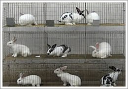 安平县虹泰鸡笼 鸽笼 兔笼厂生产各种规格养殖用笼具 养殖配件 组笼钳 钉 150