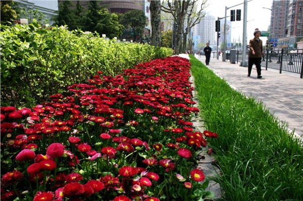 山东立体花坛修建 青岛花坛花境绿化 城阳美丽立体花坛