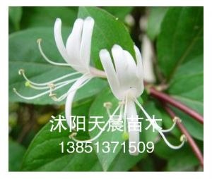 供应金银花