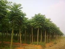 供应香花槐，国槐，刺槐，法桐，香臭椿