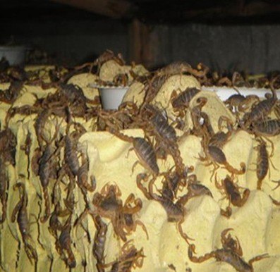 临朐供应蝎子的厂家就到山东鑫农生物科技有限公司