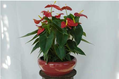 供应郑州花卉租赁|植物花卉租赁【晨曦花卉】