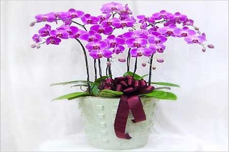 供应郑州花卉租赁价格|郑州花卉租赁【晨曦花卉】