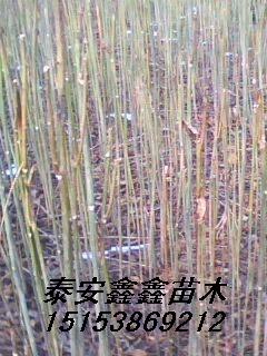 哪里有香椿苗最多泰安鑫鑫苗木大棚香椿苗
