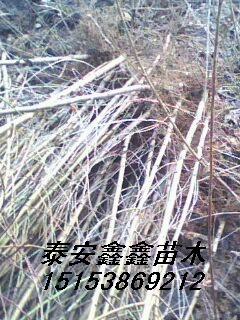 果树苗桃苗占地苗毛桃苗嫁接苗泰安鑫鑫苗木1公分