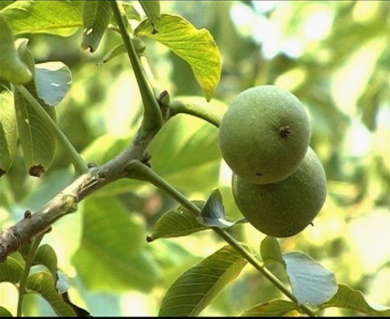 哪里批发薄皮核桃苗？赞皇依岭核桃苗基地出售薄皮早实核桃苗