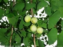 供应 银杏批发价格