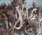供应干草菇批发价格
