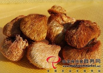 供应猴头菇批发价格