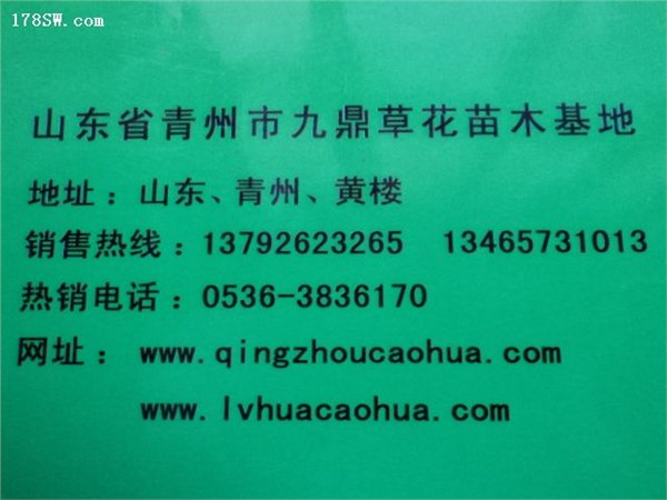 供应山东羽衣甘蓝价格山东羽衣甘蓝批发羽衣甘蓝种植基地
