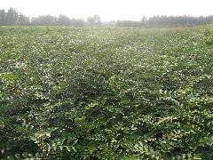 泉萍苗圃大量供应花椒苗、大红袍花椒树苗，山东花椒树苗，花椒树