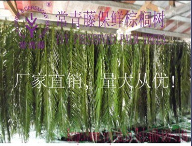 供应常青藤工厂制作保鲜棕榈树叶片，保鲜羽状树叶片制作工厂批发