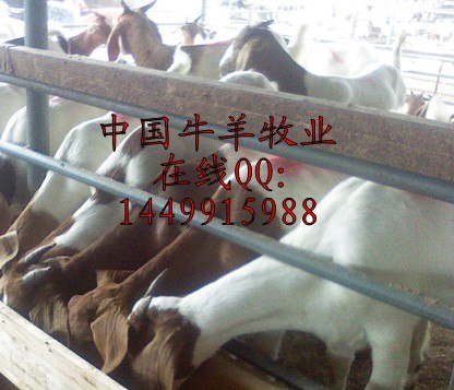 供应波尔山羊孕羊山东山羊价格