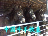 供应肉驴种驴德州驴关中驴山东肉驴价格