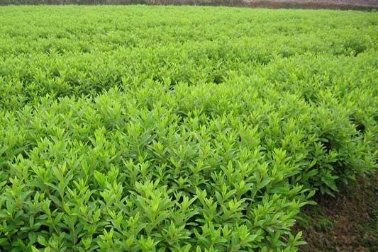 各种园林绿化苗木栽植丨学校绿化施工丨园林绿化树木丨华颖园林