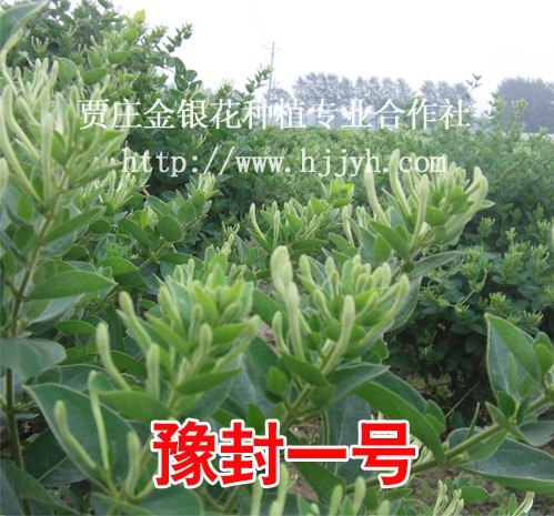 金银花苗