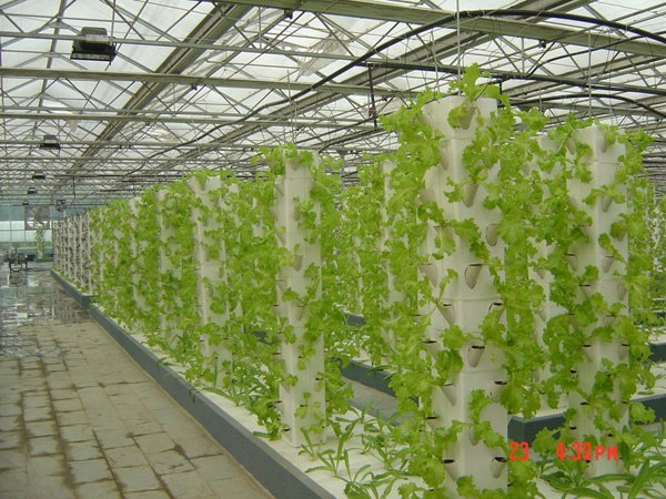 蔬菜大棚|日光温室大棚|邯郸玻璃温室大棚