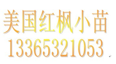 河北哪有美国红枫 河北美国红枫供应商价格 风和日丽【图】