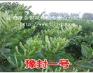 四季金银花苗