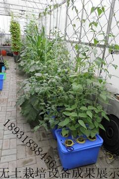优质无土栽培设备哪里找 衡水无土栽培蔬菜种植设备使用注意事项