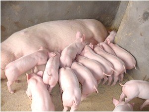 大型母猪养殖基地 邯郸康锦科学养殖 现货供应
