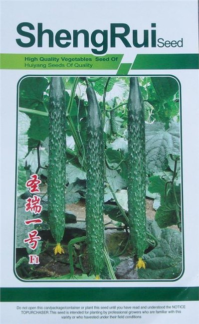 寿光优质嫁接黄瓜苗新品种 黄瓜种苗供应商
